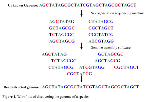 De Novo Genome Assembly
